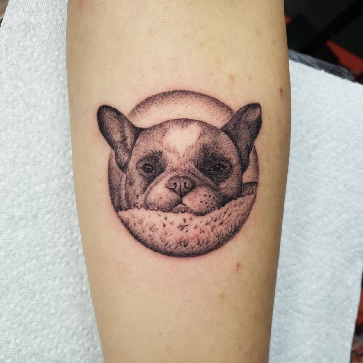 How CUTE is this tiny, miniature portrait of Bruno the french bulldog by tattoosbyalanross ✨🙀👏

If you would like to get tattooed, then please fill out the tattoo enquiry form on our website 💫

                         totaltattoo barber_dts easytattoo_uk eternalink dynamiccolor lockdownneedle stencilstuff       