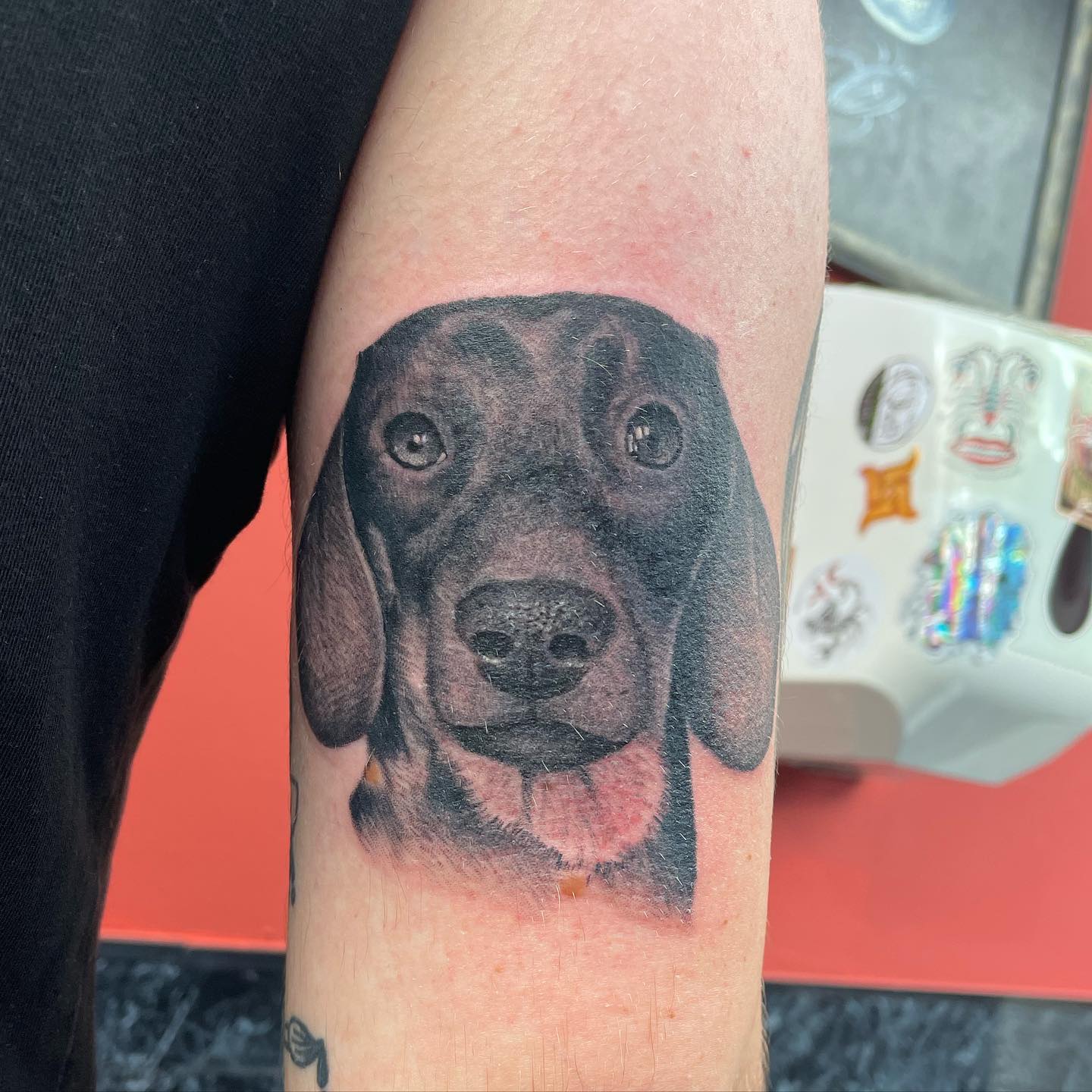 Had a great time on this portrait of Bert the daschound for Darren last week- thanks so much as always mate much appreciated! My photography sucks however 🤦‍♂️. Done studioxiiigallery 🙌
.
              