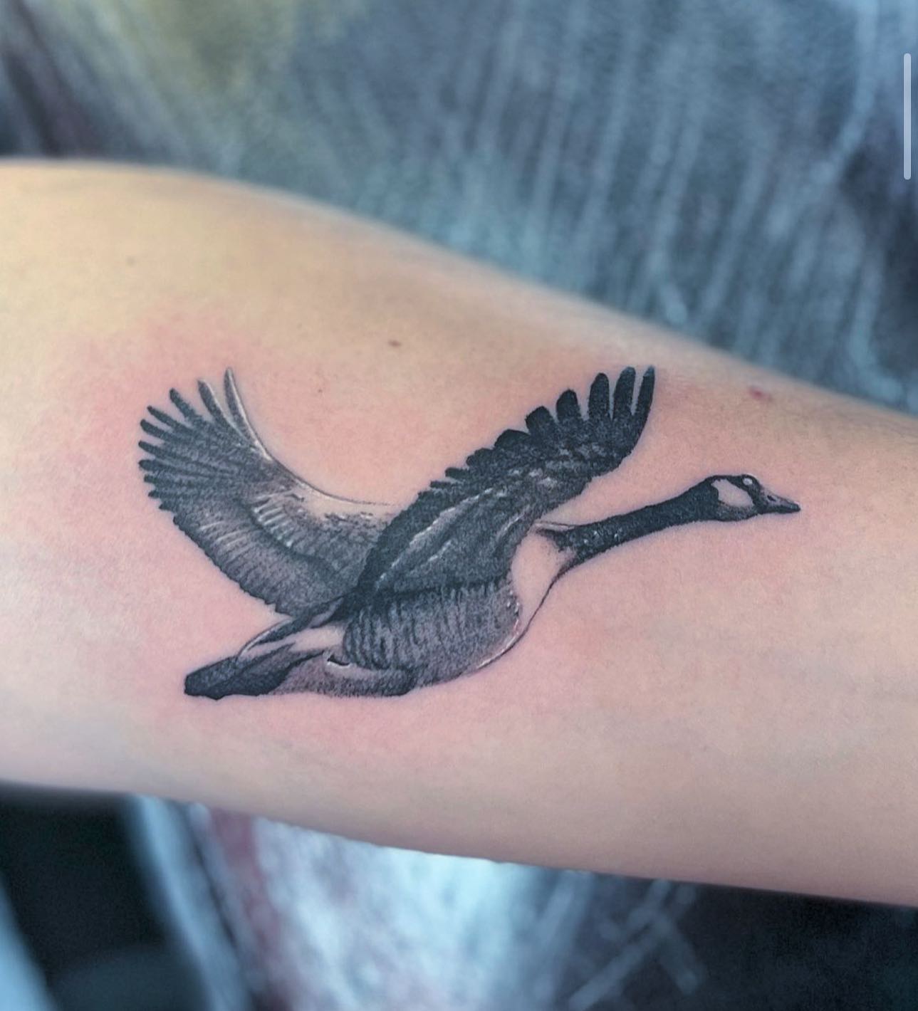 Gorgeous canada goose done by Akos🪿
.
.
. If you’d like to get booked in with Akos please fill out our enquiry form online or message akos.tattoos directly 📲
.
.

                         totaltattoo barber_dts easytattoo_uk eternalink dynamiccolor